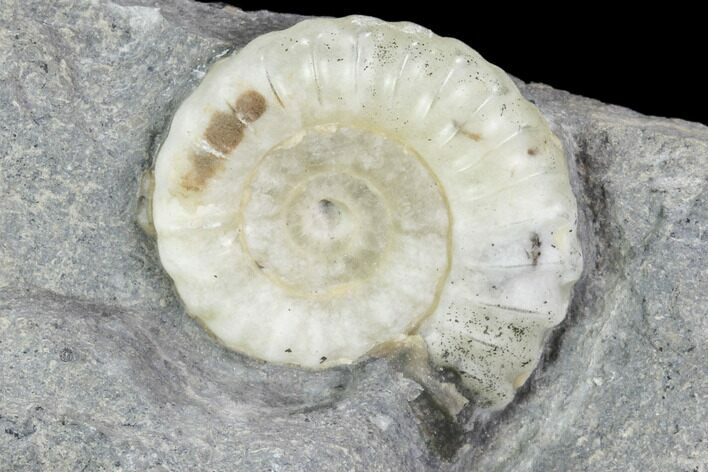 Ammonite (Promicroceras) Fossil - Lyme Regis #102892